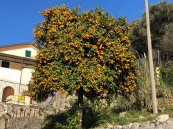 Orange tree in Le Grazie